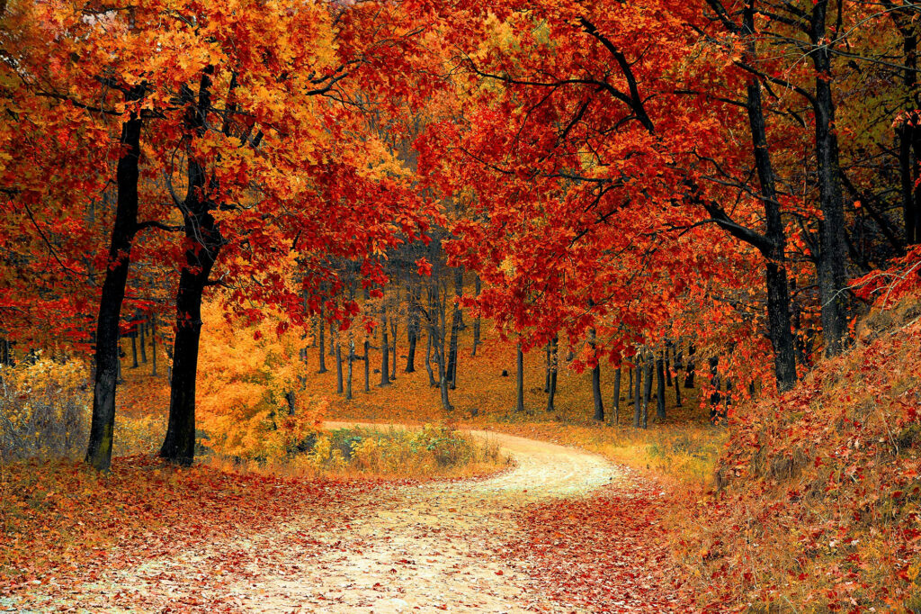Winding Path with Fall Trees