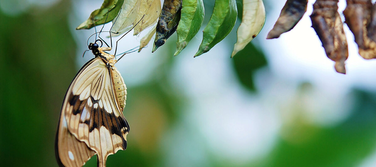 A butterfly drying on its chrysalis shell