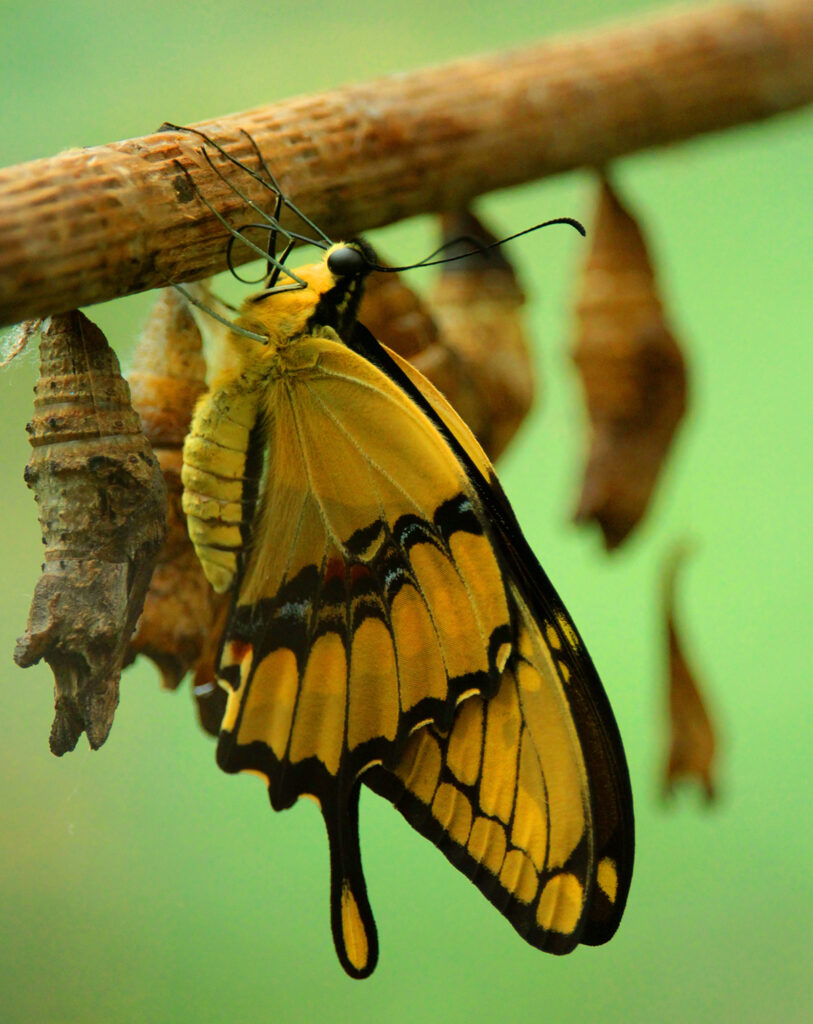 Black and yellow butterfly drying its wings