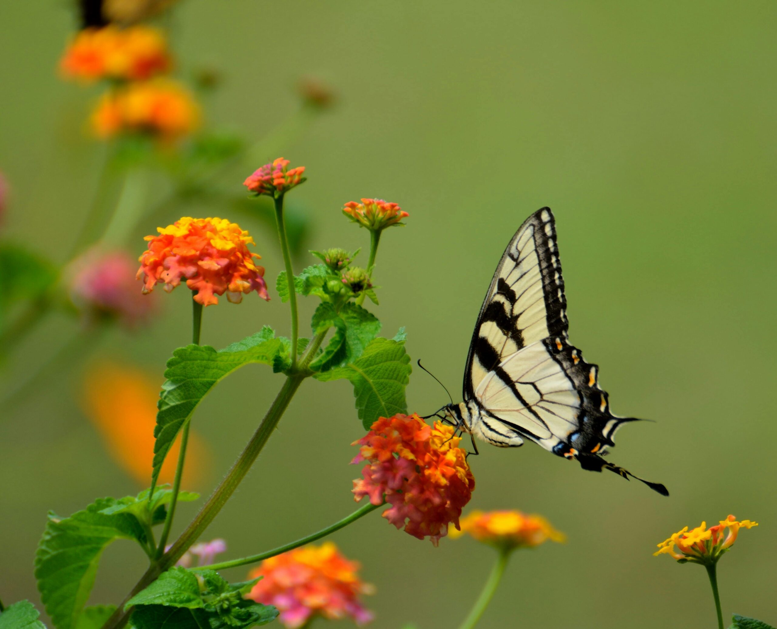 a swallowtail butterfly sucking nectar of red and orange flowers